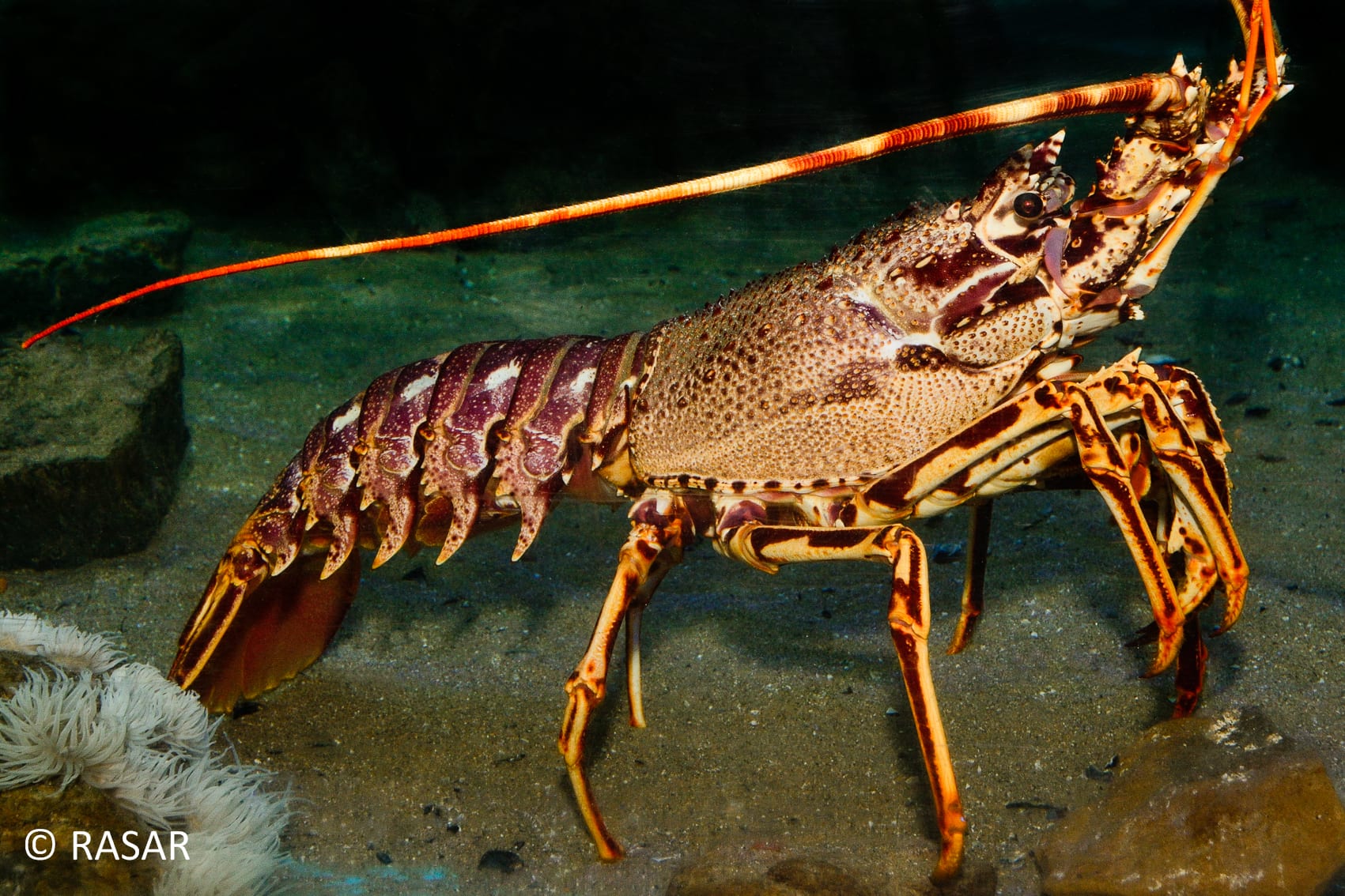 Creating New Opportunities for Spiny Lobster Aquaculture