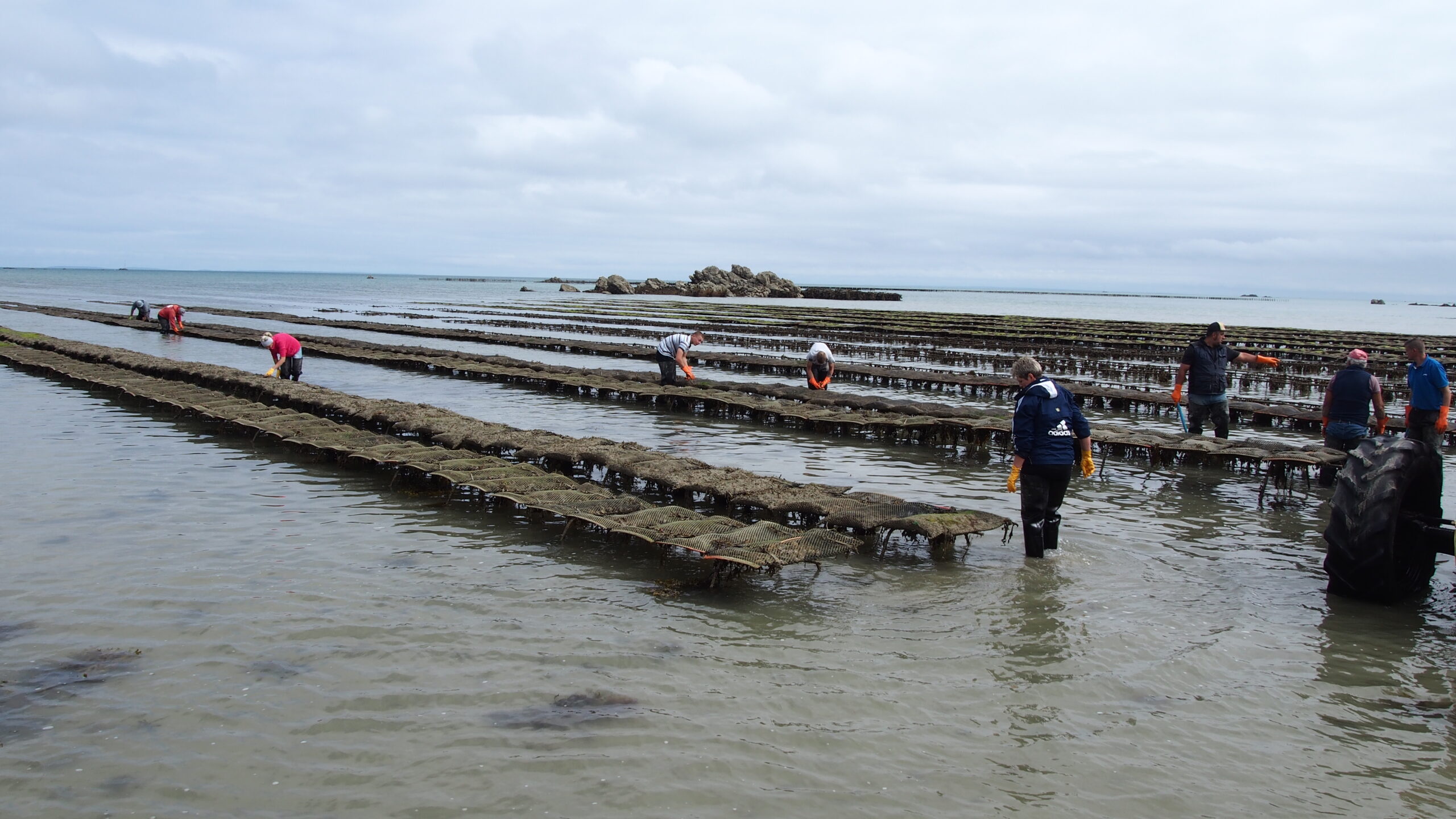 Capturing the contributions and services of the Pacific oyster to the UK’s marine environment and coastal economy.