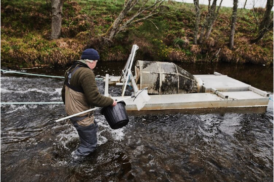 Tracking & protecting our young wild salmon