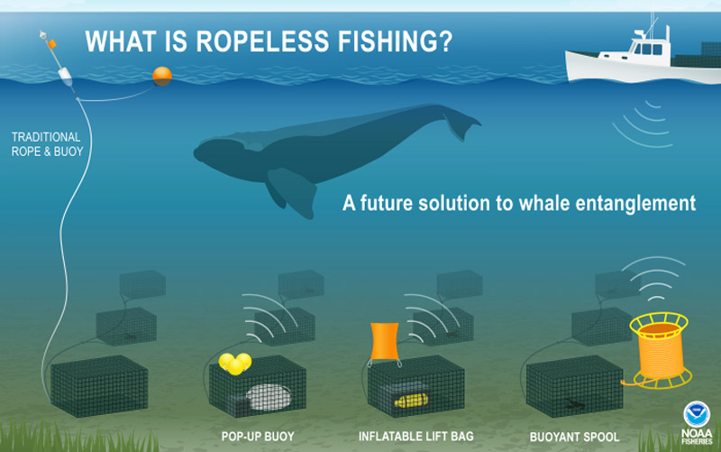 Developing Ropeless Fishing Gear & Reducing Cetacean Entanglement