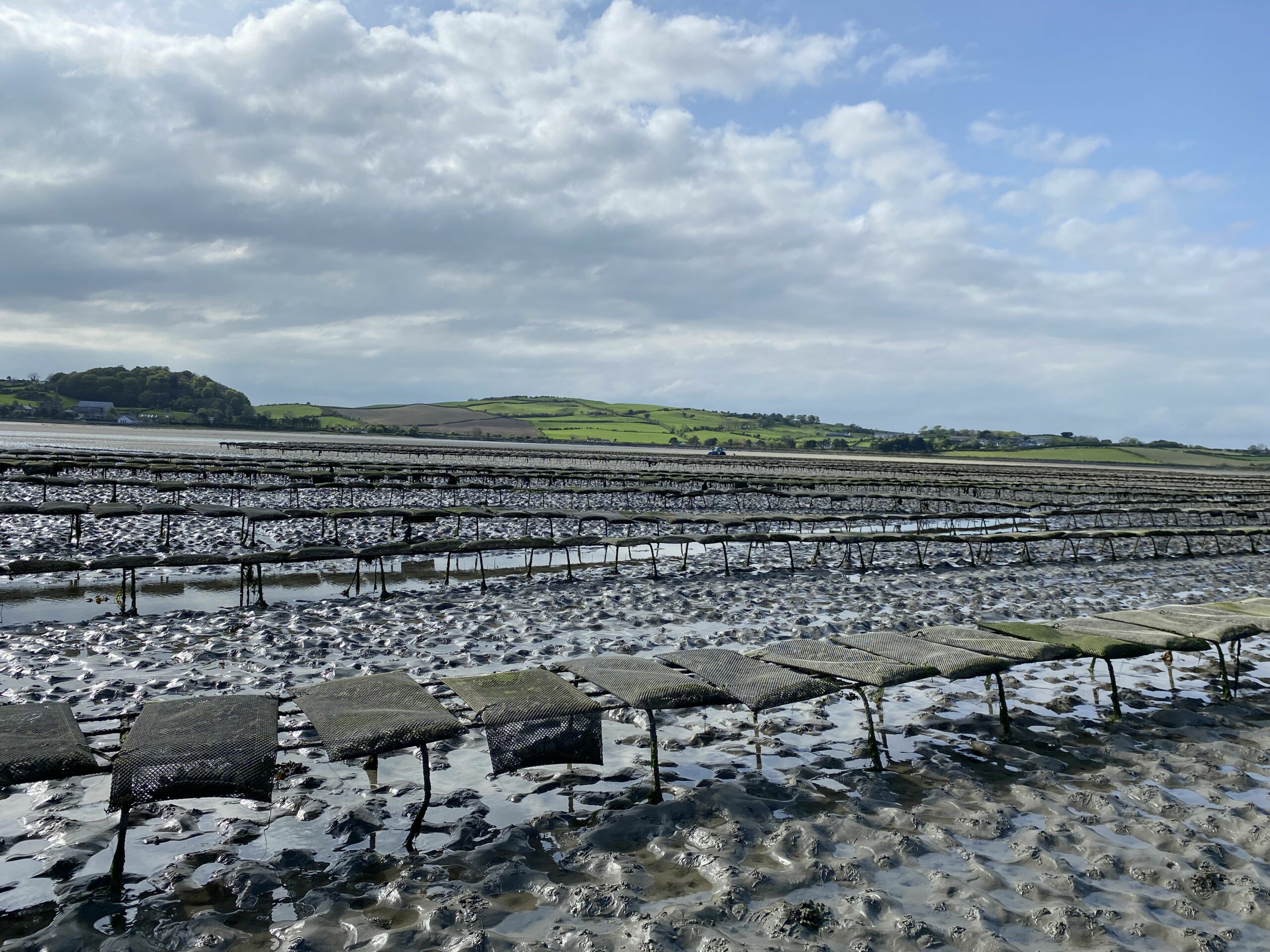A voice for aquaculture in Northern Ireland